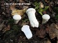 Calvatia excipuliformis-amf367